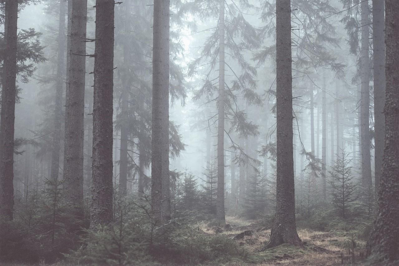 Portada de Walking in the Woods (Engl460)