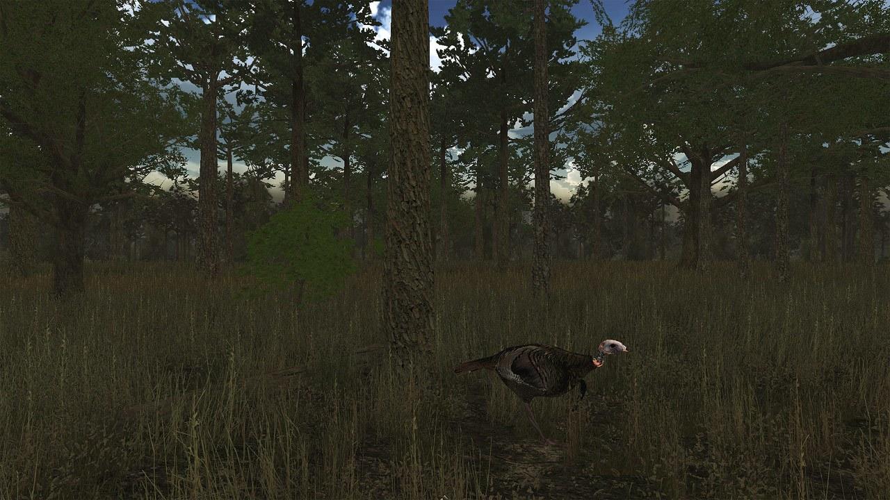 Portada de Wild Turkey Hunter VR