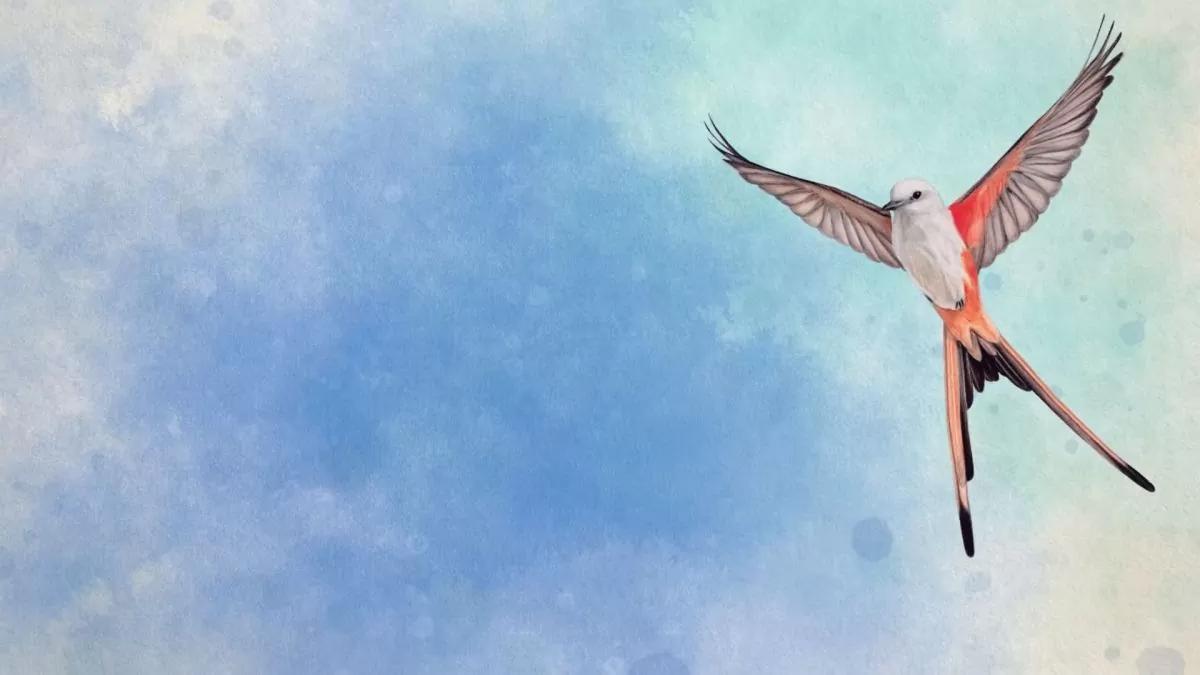 Portada de Wingspan