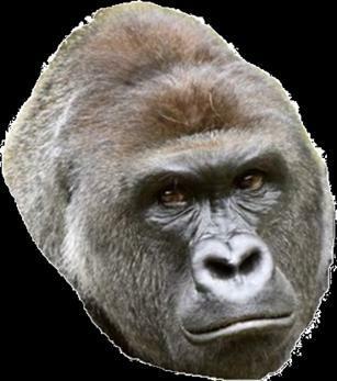 Portada de Orangutan Battle Simulator DEMO