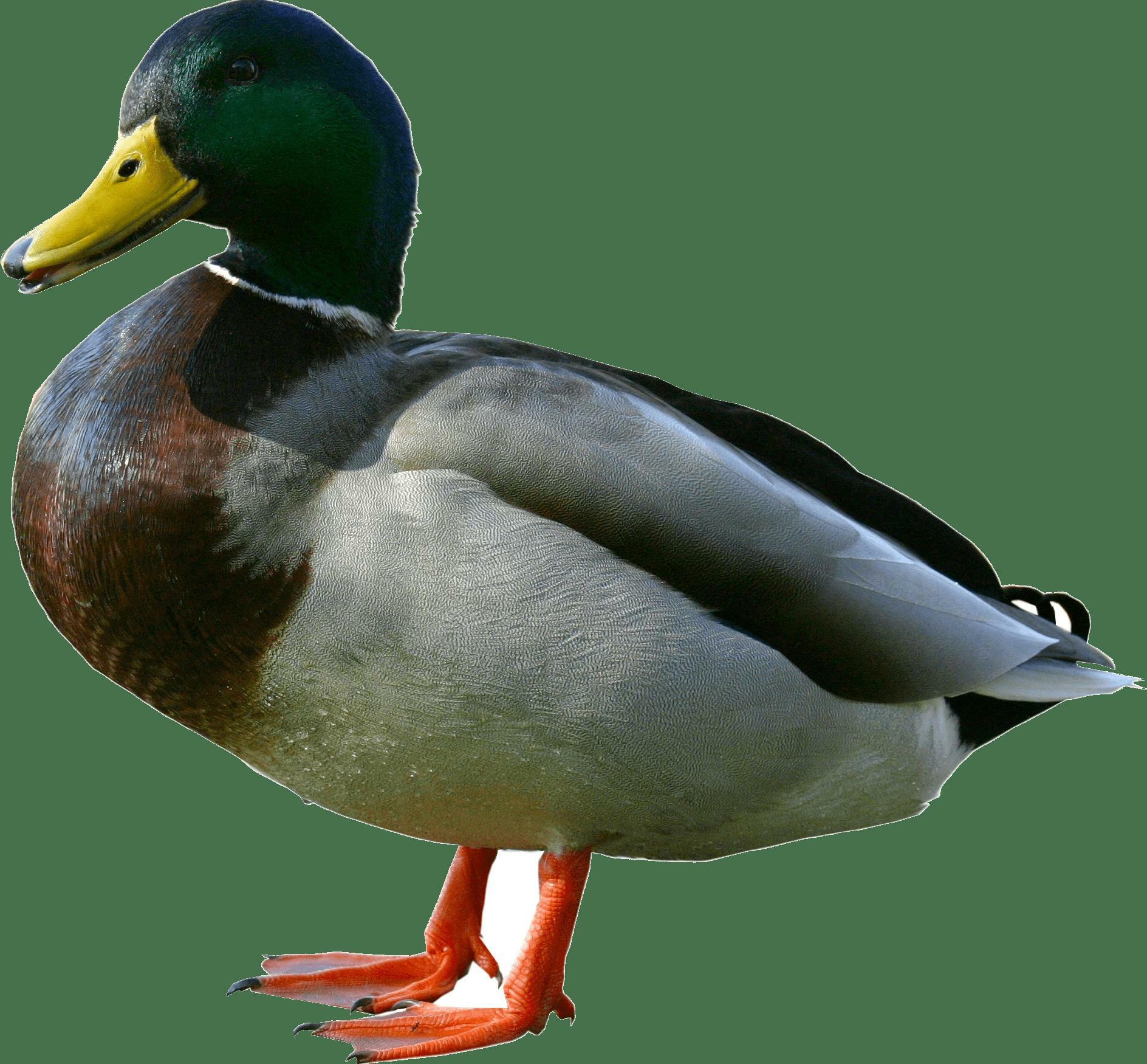 Portada de Descend of Duck