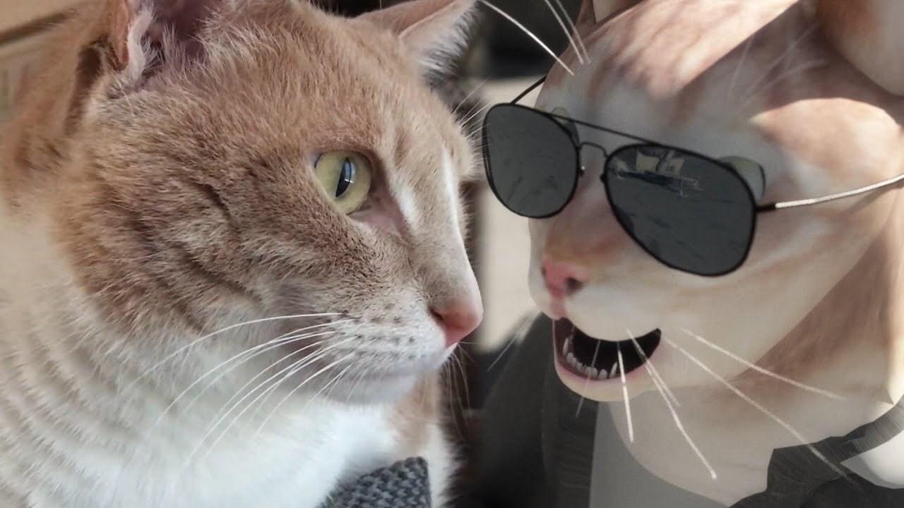 Portada de SIMBA THE CAT