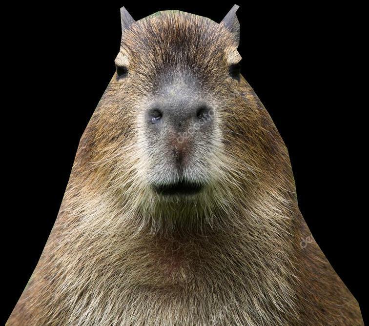 Portada de Capybara fly