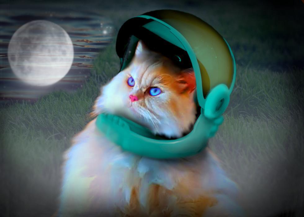 Portada de First Cat on the Moon - starring Bobo The Cat